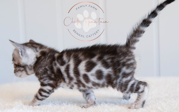 Bengal kitten for sale